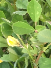 Medicago orbicularis