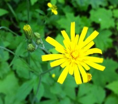 Hieracium murorum