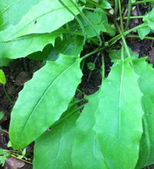 Hieracium murorum