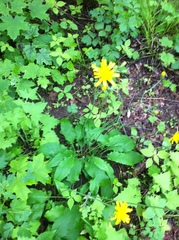 Hieracium murorum
