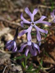 Phlox bifida