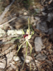 Caladenia atrovespa