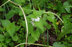 Lamium album