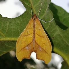 Anarmodia