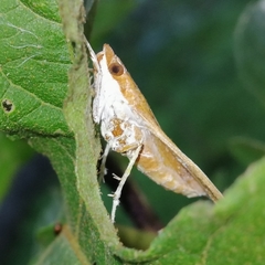 Anarmodia