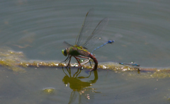 Anax longipes