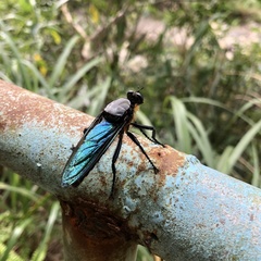 Microstylum oberthurii