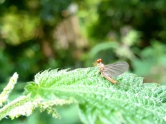 Ephemeroptera
