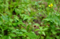 Geum urbanum