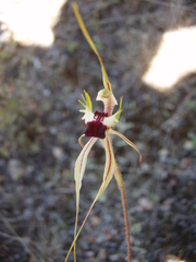 Caladenia atrovespa