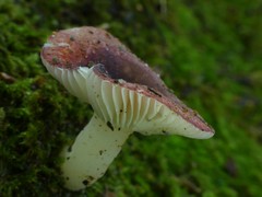 Russula pilocystidiata