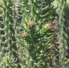 Austrocylindropuntia subulata