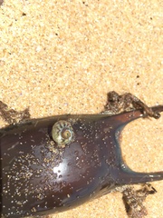 Steromphala umbilicalis