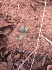 Lithospermum incisum