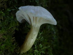 Hygrocybe cheelii