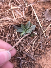 Lithospermum incisum