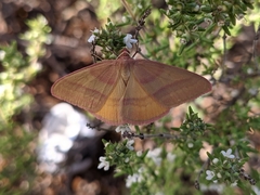 Rhodostrophia pudorata