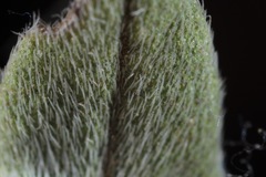 Lithospermum incisum