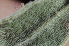Lithospermum incisum