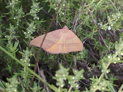 Rhodostrophia pudorata