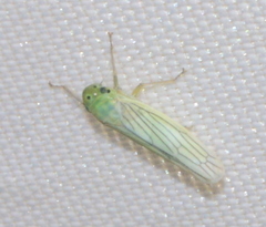 Cofana