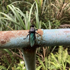 Microstylum oberthurii