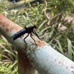 Microstylum oberthurii