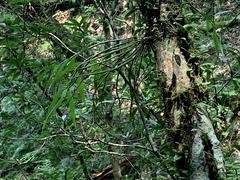 Dendrobium moniliforme