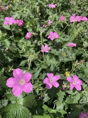 Geranium × oxonianum