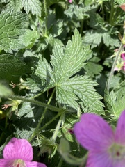 Geranium × oxonianum