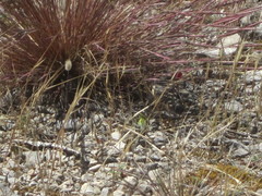 Podarcis carbonelli carbonelli