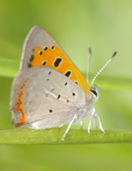 Lycaena phlaeas hypophlaeas