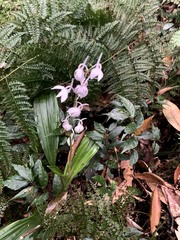 Calanthe aristulifera