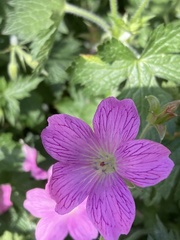 Geranium × oxonianum