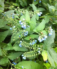 Symphytum caucasicum