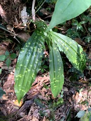 Collabieae