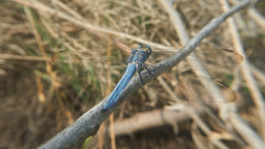 Orthetrum lineostigma