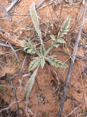 Hymenopappus flavescens