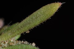 Loeflingia squarrosa