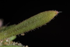 Loeflingia squarrosa