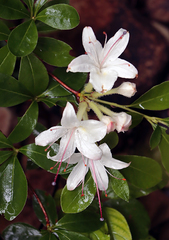 Rhododendron arborescens
