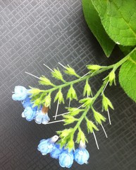 Symphytum caucasicum