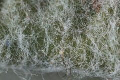 Hymenopappus flavescens