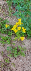 Senecio vernalis