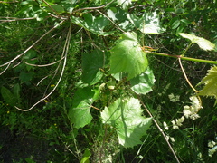 Vitis vinifera vinifera