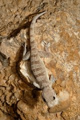 Hemidactylus lemurinus