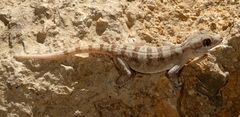 Hemidactylus lemurinus