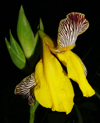Iris variegata