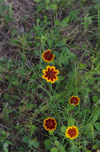 Image of Thelesperma burridgeanum by (c) Eric Knight, some rights reserved (CC BY)