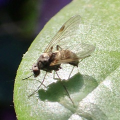 Chrysopilus cristatus
